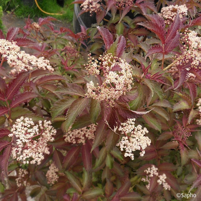 Sambucus nigra Serenade® 'Jonade'