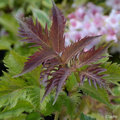 Sambucus nigra Serenade® 'Jonade'
