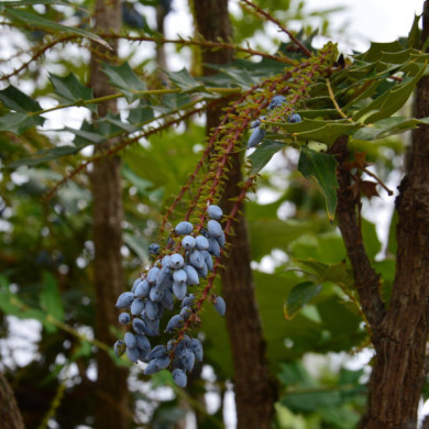 Mahonia japonica 'Hivernant'