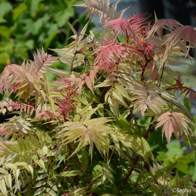 Sorbaria sorbifolia Pink Hopi® 'COUSORB05'
