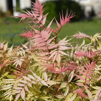 Sorbaria sorbifolia Pink Hopi® 'COUSORB05'
