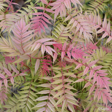 Sorbaria sorbifolia Pink Hopi® 'COUSORB05'