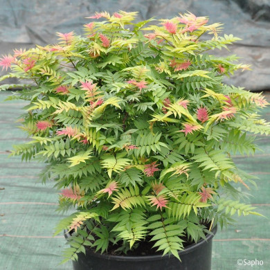 Sorbaria sorbifolia Pink Hopi® 'COUSORB05'