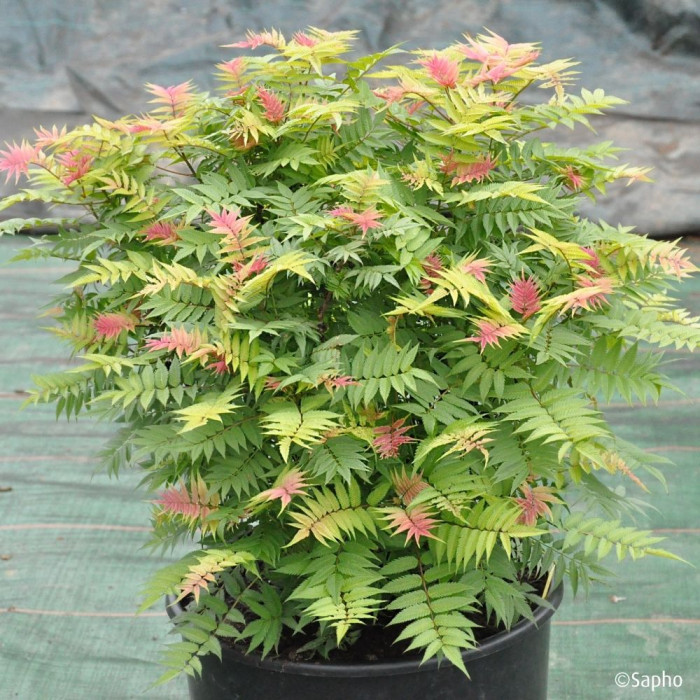 Sorbaria sorbifolia Pink Hopi® 'COUSORB05'