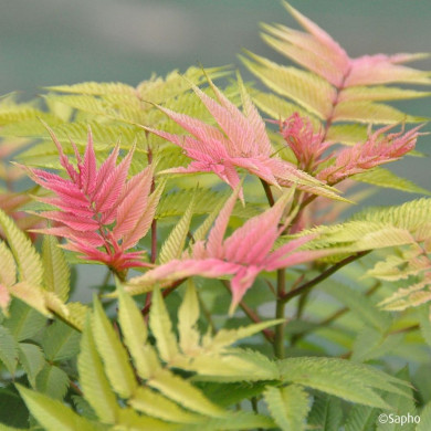 Sorbaria sorbifolia Pink Hopi® 'COUSORB05'