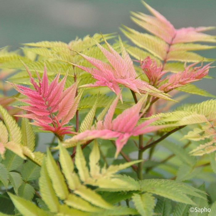 Sorbaria sorbifolia Pink Hopi® 'COUSORB05'