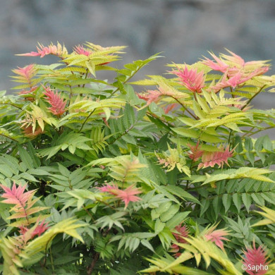 Sorbaria sorbifolia Pink Hopi® 'COUSORB05'