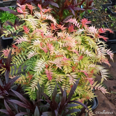 Sorbaria sorbifolia Pink Hopi® 'COUSORB05'