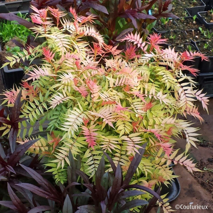 Sorbaria sorbifolia Pink Hopi® 'COUSORB05'