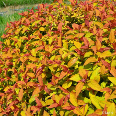 Spiraea japonica Merlo® Gold 'Davcop04'