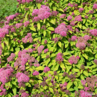 Spiraea japonica Merlo® Gold 'Davcop04'