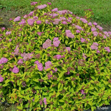 Spiraea japonica Merlo® Gold 'Davcop04'