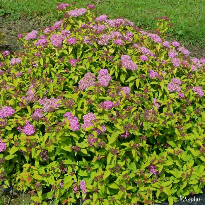 Spiraea japonica Merlo® Gold 'Davcop04'