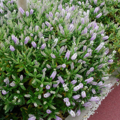 Hebe x franciscana 'Blue Gem'