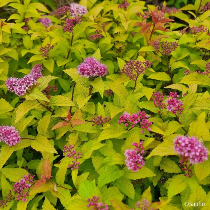 Spiraea japonica Merlo® Gold 'Davcop04'
