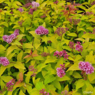 Spiraea japonica Merlo® Gold 'Davcop04'