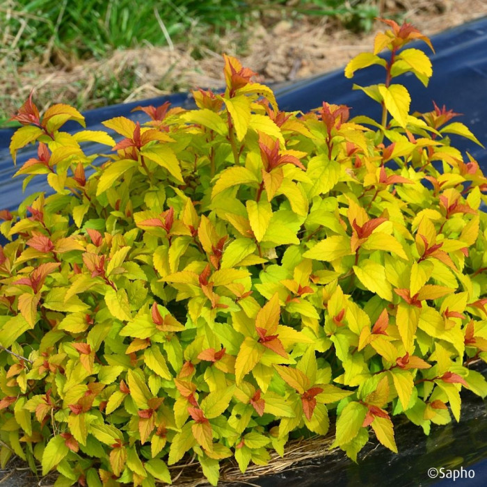 Spiraea japonica Merlo® Gold 'Davcop04'