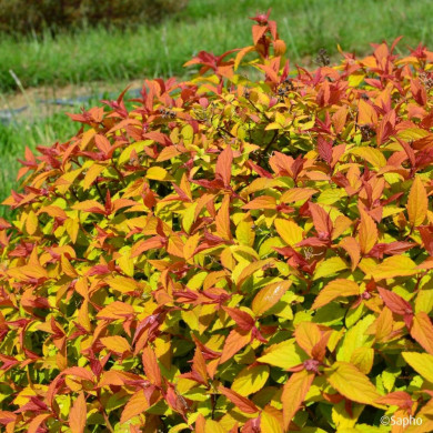 Spiraea japonica Merlo® Gold 'Davcop04'