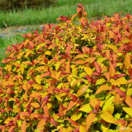 Spiraea japonica Merlo® Gold 'Davcop04'