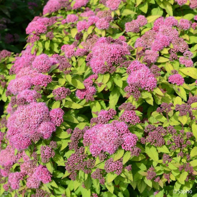 Spiraea japonica Merlo® Star 'Davcop01'