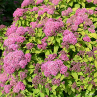 Spiraea japonica Merlo® Star 'Davcop01'