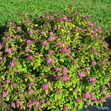 Spiraea japonica Merlo® Star 'Davcop01'