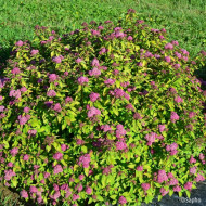 Spiraea japonica Merlo® Star 'Davcop01'