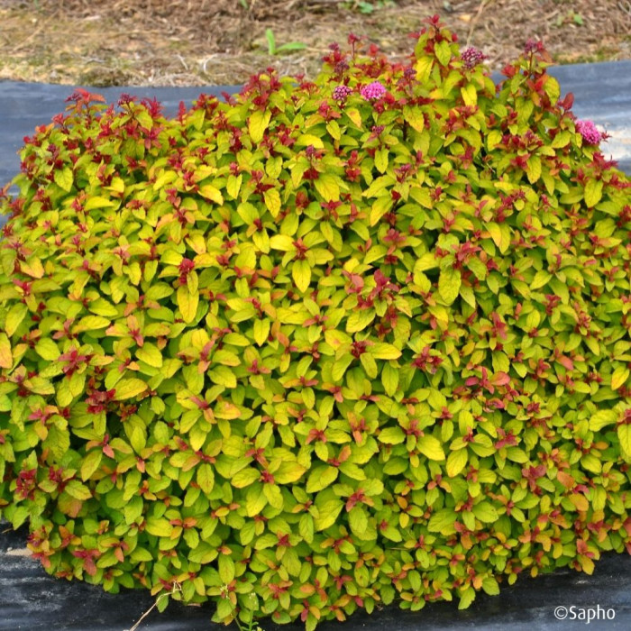 Spiraea japonica Merlo® Star 'Davcop01'