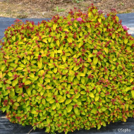 Spiraea japonica Merlo® Star 'Davcop01'