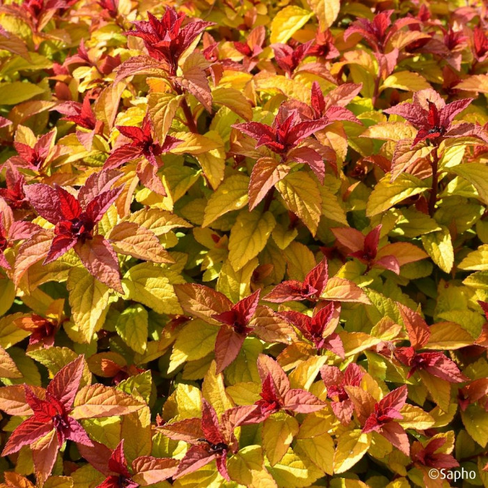 Spiraea japonica Merlo® Star 'Davcop01'