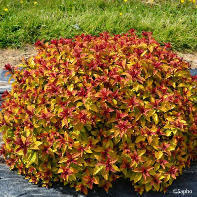 Spiraea japonica Merlo® Star 'Davcop01'