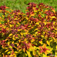 Spiraea japonica Merlo® Star 'Davcop01'