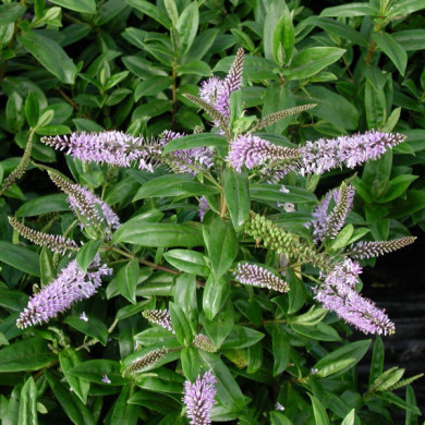 Hebe x franciscana 'Blue Gem'