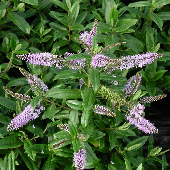 Hebe x franciscana 'Blue Gem'