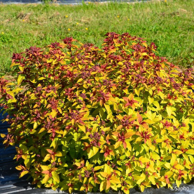 Spiraea japonica Merlo® Star 'Davcop01'
