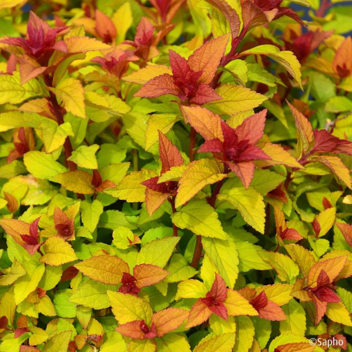 Spiraea japonica Merlo® Star 'Davcop01'