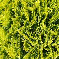 Thuja occidentalis Mirjam®