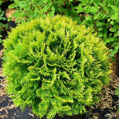Thuja occidentalis Mirjam®