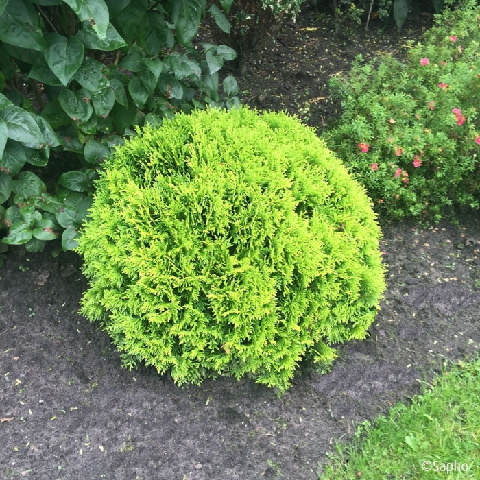 Thuja occidentalis Mirjam®