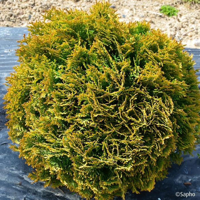 Thuja occidentalis Mirjam®