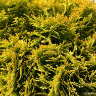 Thuja occidentalis Mirjam®