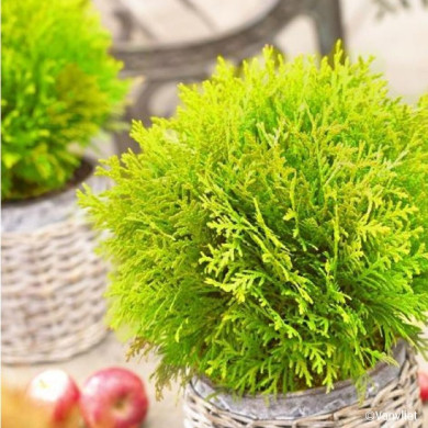 Thuja occidentalis Mirjam®