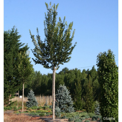 Ulmus minor VADA® 'Wanoux'