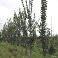 Ulmus minor VADA® 'Wanoux'