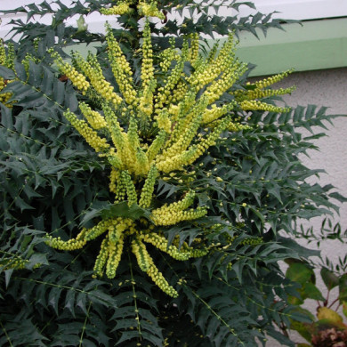Mahonia x media 'Charity'