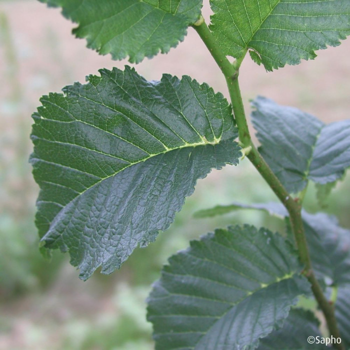 Ulmus minor VADA® 'Wanoux'