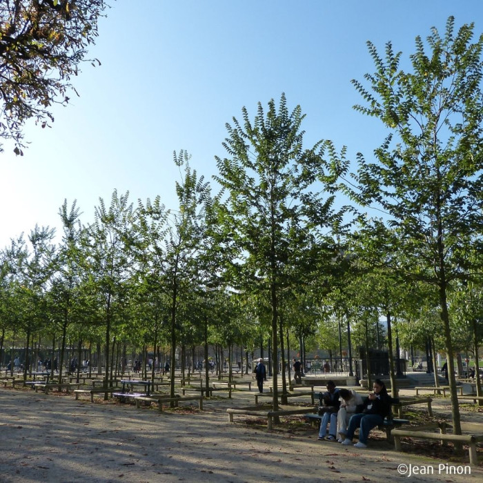 Ulmus minor VADA® 'Wanoux'