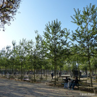 Ulmus minor VADA® 'Wanoux'