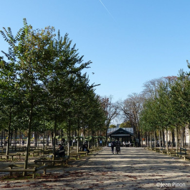 Ulmus minor VADA® 'Wanoux'