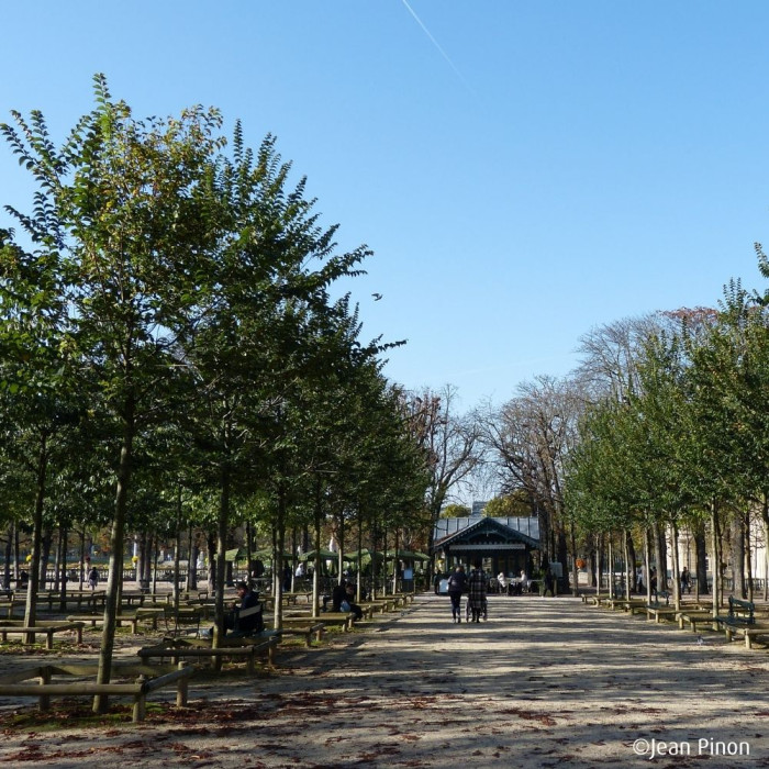 Ulmus minor VADA® 'Wanoux'